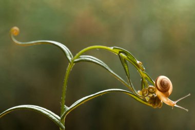 Bu salyangoz, genellikle yaprakların ve gizli yerlerin ucunda yer alan nemli bir yerde olmayı seven bir hayvan türüdür. İşgal ettiği bitkileri rahatsız etmezler..