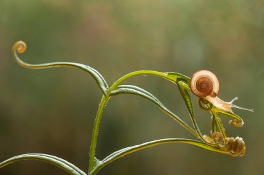 Bu salyangoz, genellikle yaprakların ve gizli yerlerin ucunda yer alan nemli bir yerde olmayı seven bir hayvan türüdür. İşgal ettiği bitkileri rahatsız etmezler..