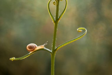 Bu salyangoz, genellikle yaprakların ve gizli yerlerin ucunda yer alan nemli bir yerde olmayı seven bir hayvan türüdür. İşgal ettiği bitkileri rahatsız etmezler..