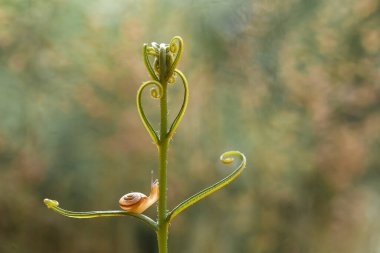 Bu salyangoz, genellikle yaprakların ve gizli yerlerin ucunda yer alan nemli bir yerde olmayı seven bir hayvan türüdür. İşgal ettiği bitkileri rahatsız etmezler..