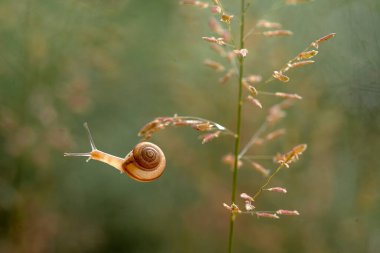 Bu salyangoz, genellikle yaprakların ve gizli yerlerin ucunda yer alan nemli bir yerde olmayı seven bir hayvan türüdür. İşgal ettiği bitkileri rahatsız etmezler..
