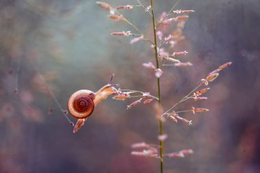 Bu salyangoz, genellikle yaprakların ve gizli yerlerin ucunda yer alan nemli bir yerde olmayı seven bir hayvan türüdür. İşgal ettiği bitkileri rahatsız etmezler..