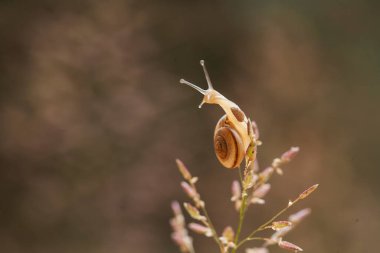 Bu salyangoz, genellikle yaprakların ve gizli yerlerin ucunda yer alan nemli bir yerde olmayı seven bir hayvan türüdür. İşgal ettiği bitkileri rahatsız etmezler..