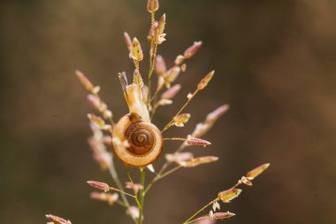 Bu salyangoz, genellikle yaprakların ve gizli yerlerin ucunda yer alan nemli bir yerde olmayı seven bir hayvan türüdür. İşgal ettiği bitkileri rahatsız etmezler..