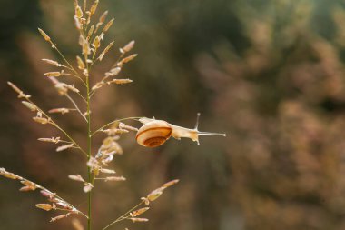 Bu salyangoz, genellikle yaprakların ve gizli yerlerin ucunda yer alan nemli bir yerde olmayı seven bir hayvan türüdür. İşgal ettiği bitkileri rahatsız etmezler..