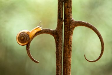 Bu salyangoz, genellikle yaprakların ve gizli yerlerin ucunda yer alan nemli bir yerde olmayı seven bir hayvan türüdür. İşgal ettiği bitkileri rahatsız etmezler..