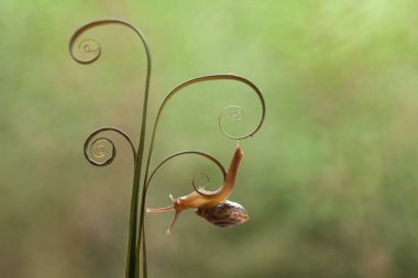 Bu salyangoz, genellikle yaprakların ve gizli yerlerin ucunda yer alan nemli bir yerde olmayı seven bir hayvan türüdür. İşgal ettiği bitkileri rahatsız etmezler..