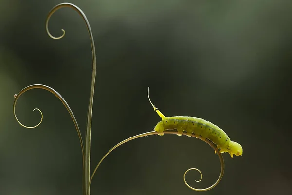 Zijn Verschillende Soorten Rupsen Natuur Hun Vormen Kleuren Zijn Mooi — Stockfoto