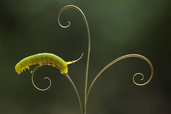 Hay Varios Tipos Orugas Naturaleza Sus Formas Colores Son Hermosos — Foto de Stock