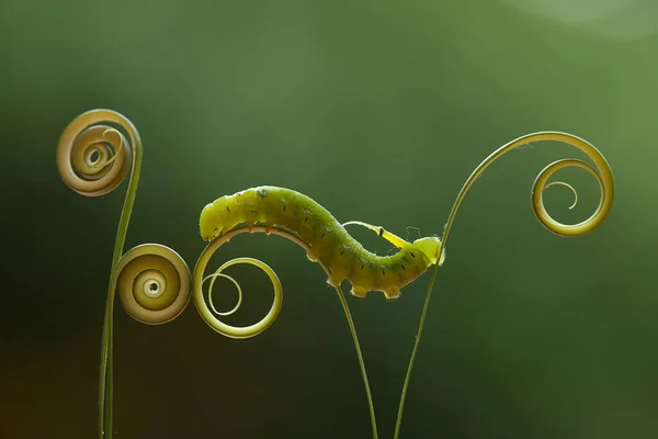 Hay Varios Tipos Orugas Naturaleza Sus Formas Colores Son Hermosos — Foto de Stock