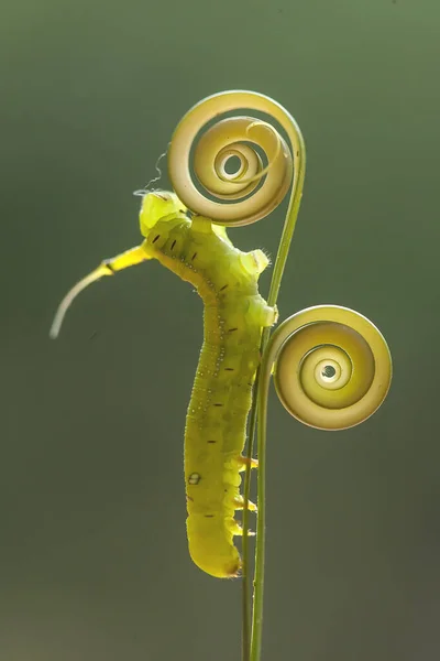 Існують Різні Типи Гусениць Природі Форми Кольори Красиві Деякі Моторошні — стокове фото