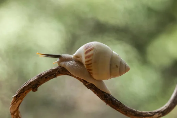 Este Caracol Tipo Animal Que Gosta Estar Lugar Úmido Muitas — Fotografia de Stock