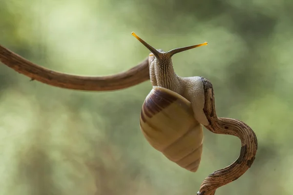 Diese Schnecke Ist Eine Tierart Die Sich Gerne Einem Feuchten — Stockfoto