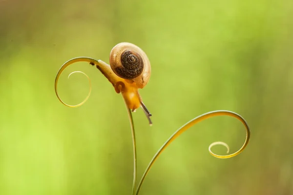 Este Caracol Tipo Animal Que Gosta Estar Lugar Úmido Muitas — Fotografia de Stock