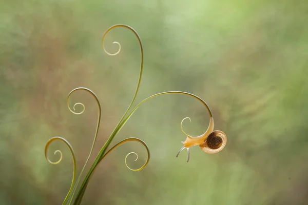 Este Caracol Tipo Animal Que Gusta Estar Lugar Húmedo Menudo — Foto de Stock