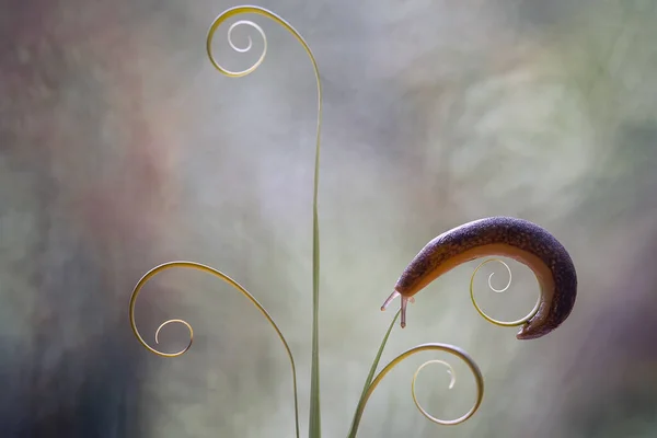 Este Caracol Tipo Animal Que Gusta Estar Lugar Húmedo Menudo — Foto de Stock