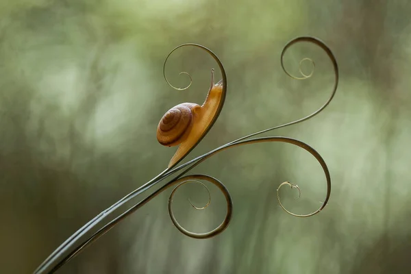 Este Caracol Tipo Animal Que Gusta Estar Lugar Húmedo Menudo — Foto de Stock