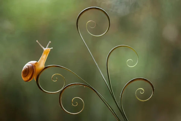 Diese Schnecke Ist Eine Tierart Die Sich Gerne Einem Feuchten — Stockfoto