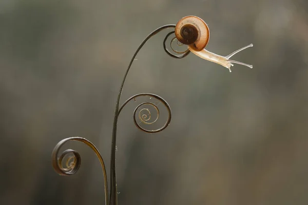 Diese Schnecke Ist Eine Tierart Die Sich Gerne Einem Feuchten — Stockfoto