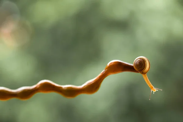 Snail Type Animal Likes Humid Place Often Located Ends Leaves — Stock Photo, Image