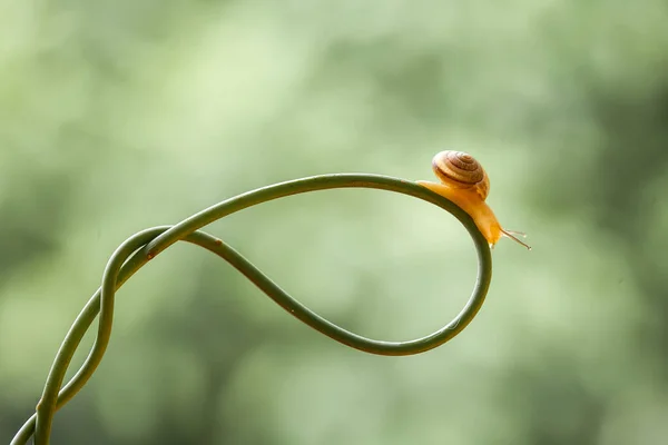 Este Caracol Tipo Animal Que Gusta Estar Lugar Húmedo Menudo —  Fotos de Stock