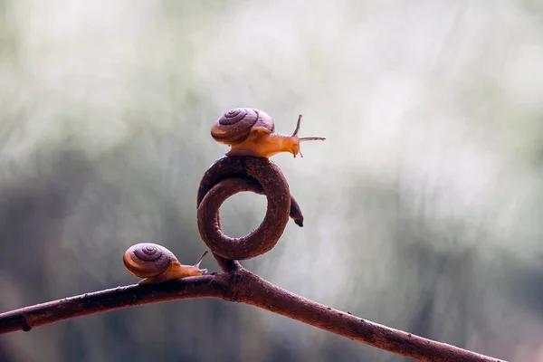 Este Caracol Tipo Animal Que Gusta Estar Lugar Húmedo Menudo —  Fotos de Stock