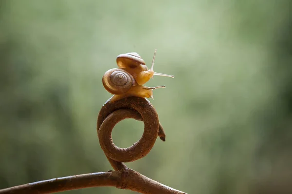 Snail Type Animal Likes Humid Place Often Located Ends Leaves — Stock Photo, Image