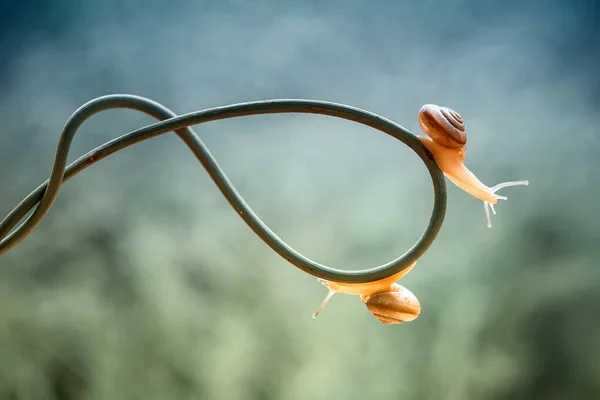 Snail Type Animal Likes Humid Place Often Located Ends Leaves — Stock Photo, Image