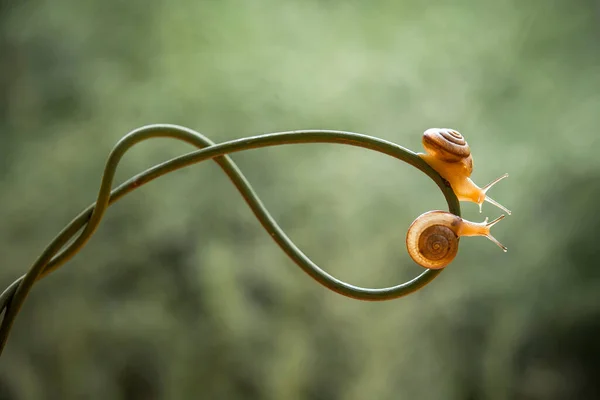 Este Caracol Tipo Animal Que Gosta Estar Lugar Úmido Muitas — Fotografia de Stock