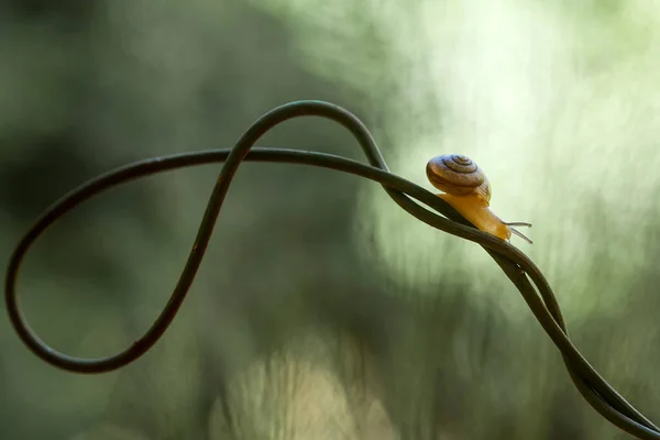 这种蜗牛是一种喜欢呆在潮湿地方的动物 它通常位于树叶的末端和隐蔽的地方 它们不会干扰它所占据的植物 — 图库照片