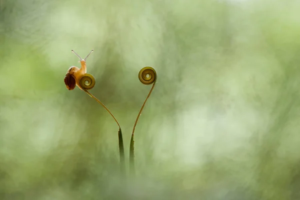 Este Caracol Tipo Animal Que Gosta Estar Lugar Úmido Muitas — Fotografia de Stock