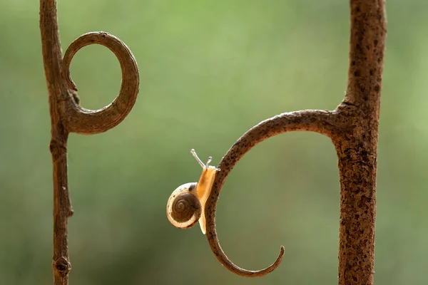 Este Caracol Tipo Animal Que Gusta Estar Lugar Húmedo Menudo —  Fotos de Stock