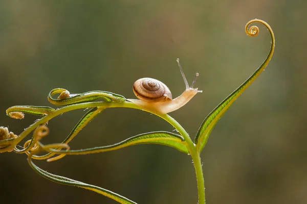 Snail Type Animal Likes Humid Place Often Located Ends Leaves — Stock Photo, Image