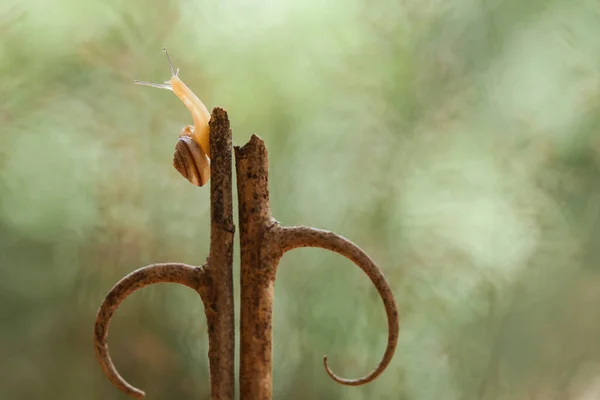 Este Caracol Tipo Animal Que Gusta Estar Lugar Húmedo Menudo —  Fotos de Stock