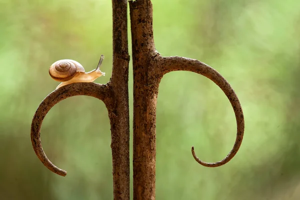 这种蜗牛是一种喜欢呆在潮湿地方的动物 它通常位于树叶的末端和隐蔽的地方 它们不会干扰它所占据的植物 — 图库照片