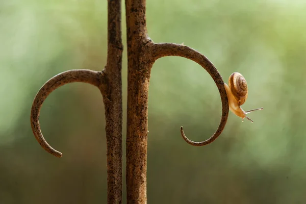Snail Type Animal Likes Humid Place Often Located Ends Leaves — Stock Photo, Image