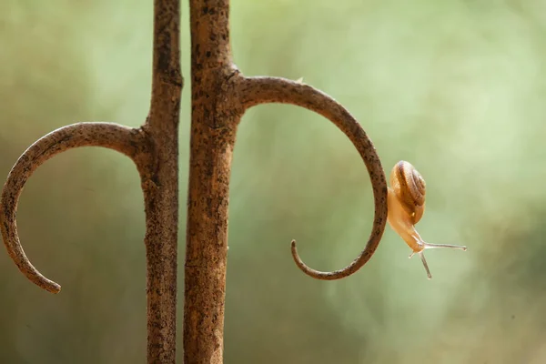 Diese Schnecke Ist Eine Tierart Die Sich Gerne Einem Feuchten — Stockfoto