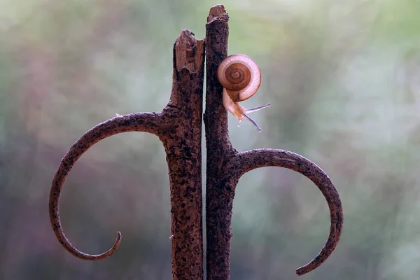 Snail Type Animal Likes Humid Place Often Located Ends Leaves — Stock Photo, Image