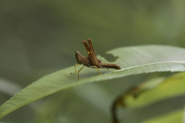 Etrafımızda o kadar çok böcek çeşidi var ki, şekilleri farklı ve benzersiz, hepsinin kendine has özellikleri var, çeşitli böcek resimleri çekebilmek çok ilginç..