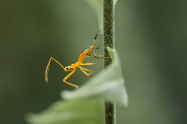 Etrafımızda o kadar çok böcek çeşidi var ki, şekilleri farklı ve benzersiz, hepsinin kendine has özellikleri var, çeşitli böcek resimleri çekebilmek çok ilginç..