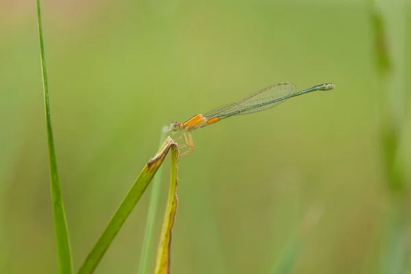 Existuje Tolik Typů Hmyzu Kolem Nás Jejich Tvary Jsou Různé — Stock fotografie