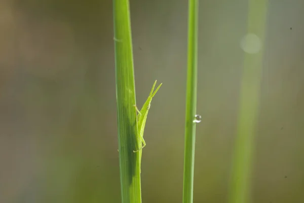 There are so many types of insects around us, their shapes are various and unique, all of them have their own characteristics, it\'s very interesting to be able to capture various kinds of insect photos.