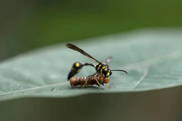 Zijn Zoveel Soorten Insecten Ons Heen Hun Vormen Zijn Verschillend — Stockfoto