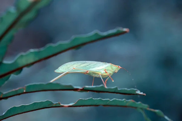 Gibt Viele Arten Von Insekten Uns Herum Ihre Formen Sind — Stockfoto