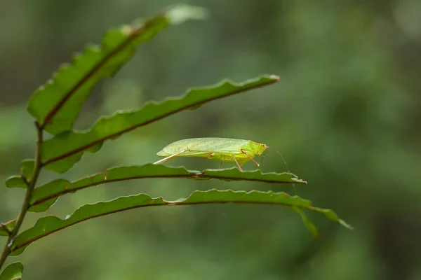 Gibt Viele Arten Von Insekten Uns Herum Ihre Formen Sind — Stockfoto