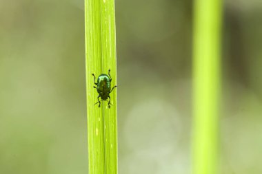 Etrafımızda o kadar çok böcek çeşidi var ki, şekilleri farklı ve benzersiz, hepsinin kendine has özellikleri var, çeşitli böcek resimleri çekebilmek çok ilginç..