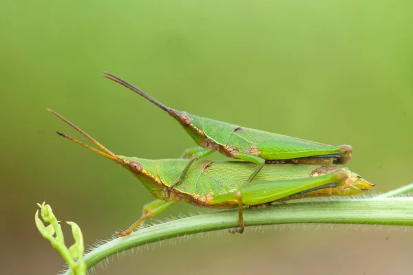 Tellement Types Insectes Autour Nous Leurs Formes Sont Diverses Uniques — Photo