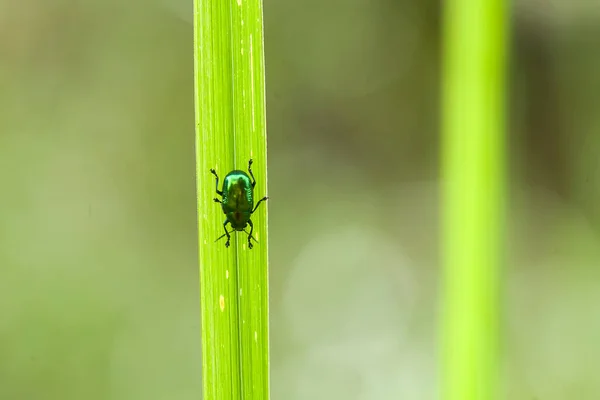 There are so many types of insects around us, their shapes are various and unique, all of them have their own characteristics, it\'s very interesting to be able to capture various kinds of insect photos.