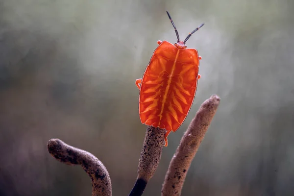 Hay Tantos Tipos Insectos Nuestro Alrededor Sus Formas Son Diversas — Foto de Stock