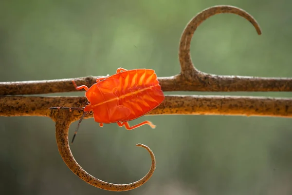 Gibt Viele Arten Von Insekten Uns Herum Ihre Formen Sind — Stockfoto